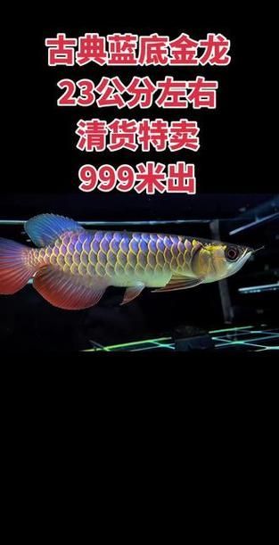 請提供幾張古典過背藍底金龍的圖片，古典過背藍底金龍