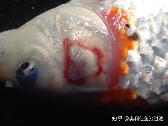 紅白錦鯉疾病如何治療？，關于紅白錦鯉疾病治療 紅白錦鯉疾病如何治療？，關于紅白錦鯉疾病治療 龍魚百科 第11張