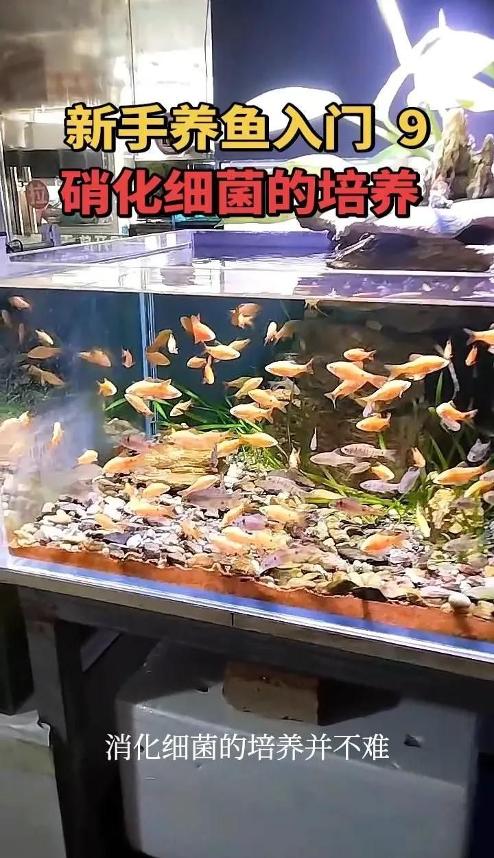 硝化菌培養(yǎng)期間需要喂食嗎，硝化細(xì)菌培養(yǎng)期間是否需要喂食，取決于你所指的“喂食”對象是 硝化菌培養(yǎng)期間需要喂食嗎，硝化細(xì)菌培養(yǎng)期間是否需要喂食，取決于你所指的“喂食”對象是 龍魚百科 第2張