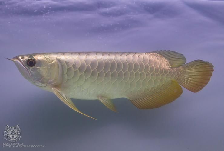 青龍魚，調用富媒體組件青龍魚 青龍魚，調用富媒體組件青龍魚 龍魚百科 第2張