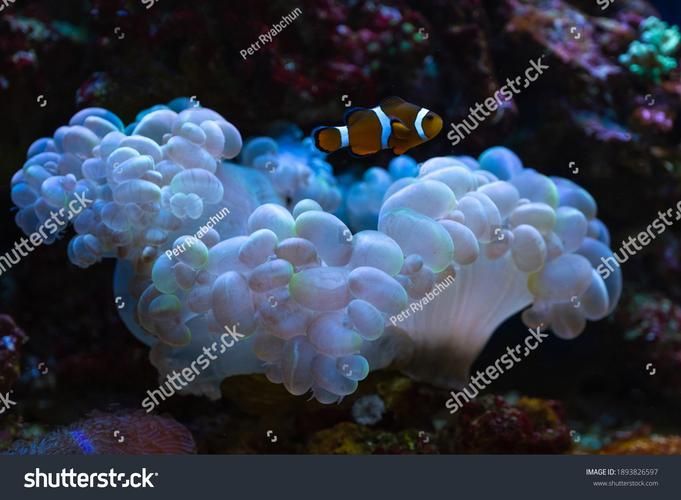 青龍魚，調用富媒體組件青龍魚 青龍魚，調用富媒體組件青龍魚 龍魚百科 第5張