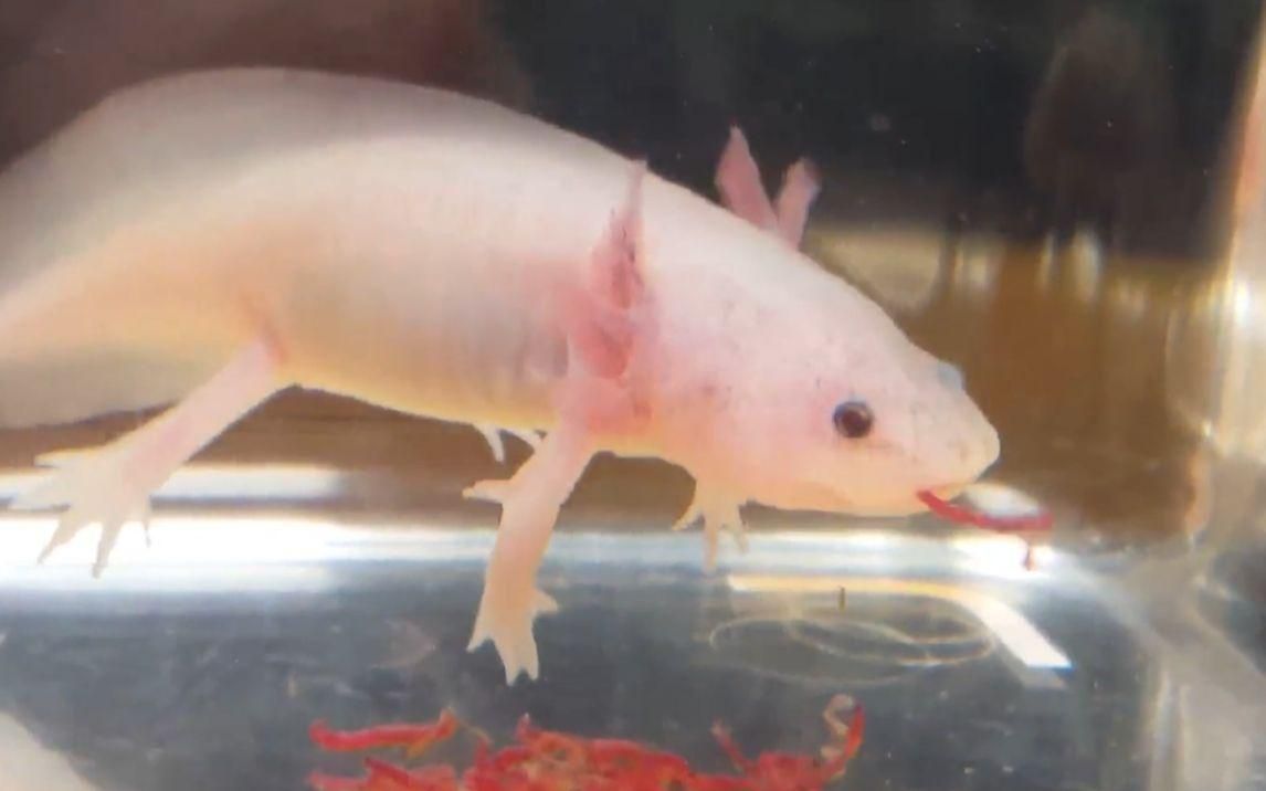 如何分析六角恐龍的進食行為，六角恐龍的進食習性和生存策略分析六角恐龍的進食行為