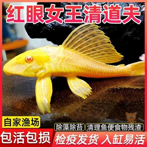 女王大帆魚有哪些品種？，什么是女王大帆魚