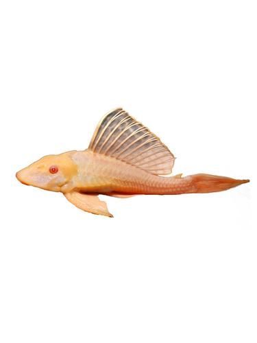 女王大帆魚有哪些品種？，什么是女王大帆魚