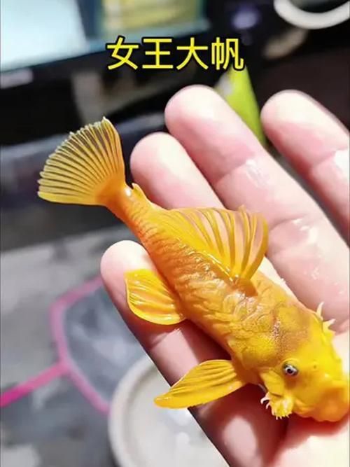 女王大帆魚有哪些品種？，什么是女王大帆魚