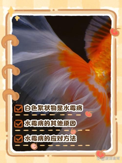 如何判斷金魚爛尾的類型，關于金魚爛尾病的一些建議