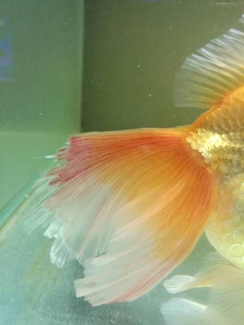 如何判斷金魚爛尾的類型，關于金魚爛尾病的一些建議