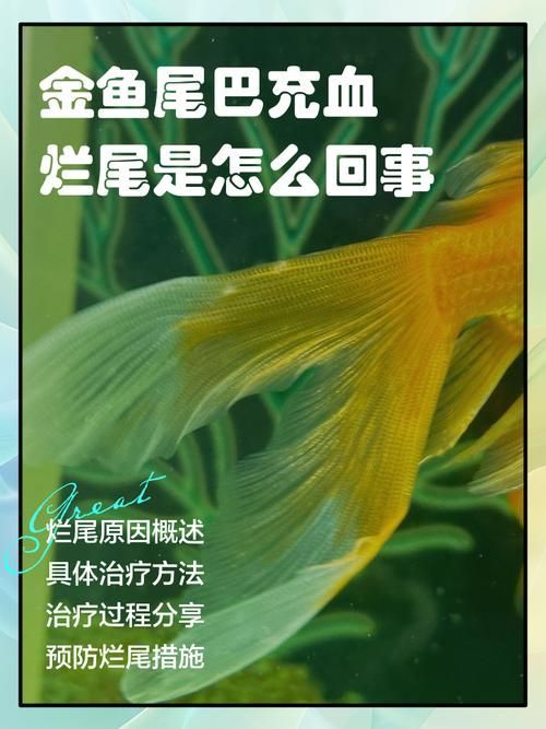 如何判斷金魚爛尾的類型，關于金魚爛尾病的一些建議