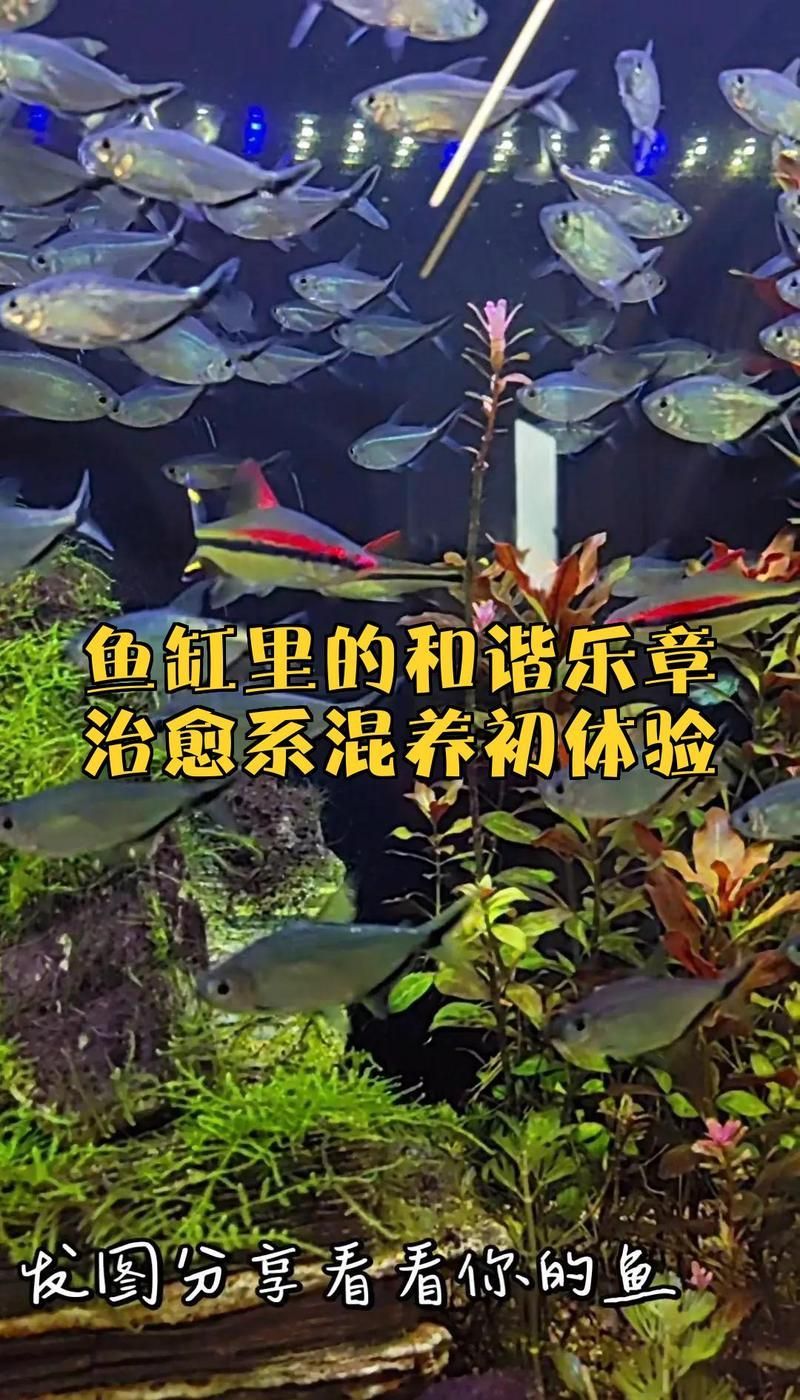 黑尾大勾與龍魚混養(yǎng)需要注意什么？，黑尾大勾和龍魚混養(yǎng)時需要注意以下幾點 黑尾大勾與龍魚混養(yǎng)需要注意什么？，黑尾大勾和龍魚混養(yǎng)時需要注意以下幾點 龍魚百科 第1張