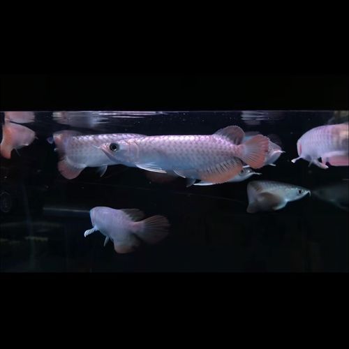 龍魚(yú)品種的飼養(yǎng)難度，水質(zhì)突變導(dǎo)致龍魚(yú)品種的飼養(yǎng)難度（1000字以上的圖文詳解） 龍魚(yú)品種的飼養(yǎng)難度，水質(zhì)突變導(dǎo)致龍魚(yú)品種的飼養(yǎng)難度（1000字以上的圖文詳解） 龍魚(yú)百科 第5張