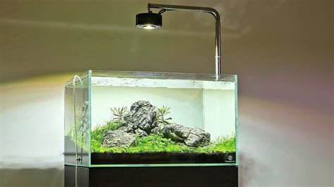 有哪些品牌魚燈適合銀龍魚？，銀龍魚飼養環境如何選擇合適的魚燈