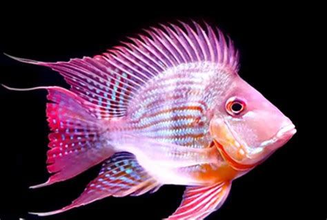 元寶鳳凰魚(yú)百科，元寶鳳凰魚(yú)百科詳解