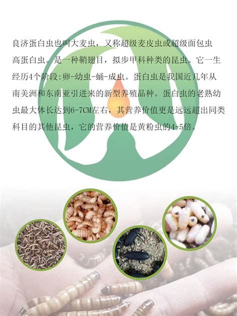 金龍魚受傷了最忌三種食物，金龍魚受傷后最忌諱的三種食物，為什么忌吃金龍魚會傷口 金龍魚受傷了最忌三種食物，金龍魚受傷后最忌諱的三種食物，為什么忌吃金龍魚會傷口 廣州正大漁場 第2張
