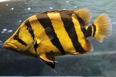 福虎異型虎魚純色虎魚，福虎異型虎魚、純色虎魚、純色虎魚、泰國(guó)虎魚（tigerfish）