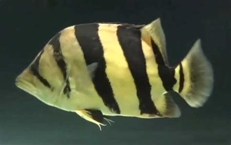 福虎異型虎魚純色虎魚，福虎異型虎魚、純色虎魚、純色虎魚、泰國虎魚（tigerfish）
