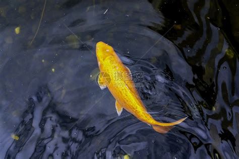 錦鯉浮頭但是不缺氧，“錦鯉浮頭但不缺氧”的詳細解析 錦鯉浮頭但是不缺氧，“錦鯉浮頭但不缺氧”的詳細解析 廣州正大漁場 第2張