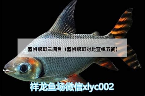 藍帆三間魚,藍帆三間魚是一道傳統的中式菜肴