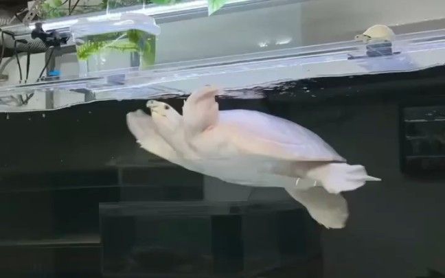 豬鼻龜百科，你真的了解豬鼻龜嗎 豬鼻龜百科，你真的了解豬鼻龜嗎 廣州正大漁場 第2張