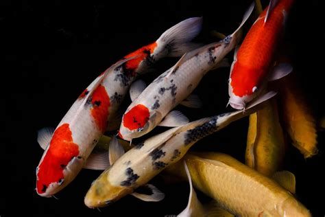 紅白錦鯉魚，關于紅白錦鯉的詳盡解讀
