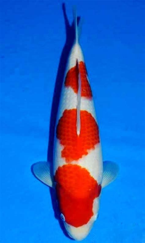 紅白錦鯉魚，關于紅白錦鯉的詳盡解讀