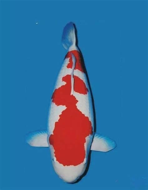 紅白錦鯉魚，關于紅白錦鯉的詳盡解讀