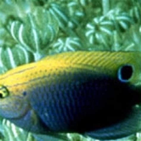 眼斑魚，眼斑雀鯛(ocellatedamselfish)