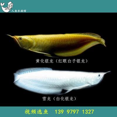 雪龍魚，雪龍魚在某些地區被譽為“水中王子”的水中王子