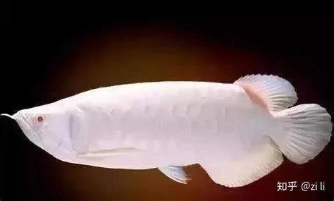 白玉紅龍魚，水族界的法拉利——白玉紅龍魚 白玉紅龍魚，水族界的法拉利——白玉紅龍魚 斯巴沃紅龍魚 第2張