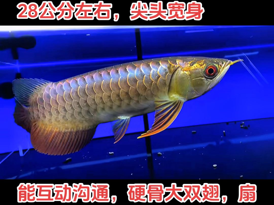 白玉紅龍魚，水族界的法拉利——白玉紅龍魚 白玉紅龍魚，水族界的法拉利——白玉紅龍魚 斯巴沃紅龍魚 第1張