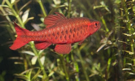 買斯巴沃紅龍魚十大忠告，買斯巴沃紅龍魚的十大忠告，