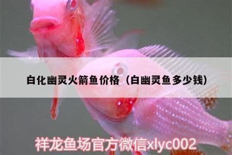白化火箭魚