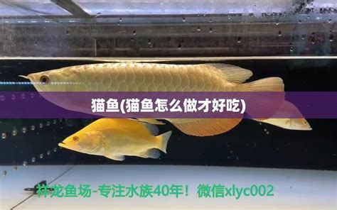 黃金貓魚，黃金貓魚是一種什么樣的魚？
