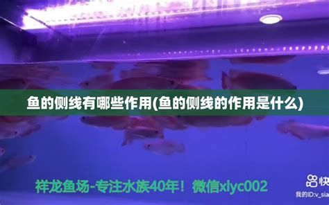 申古銀版魚(yú)，“申古銀版魚(yú)”可能指的是一種具有特定歷史背景或文化意義的魚(yú)類(lèi)