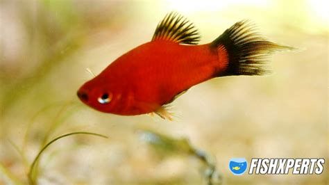 紅頭利魚，紅頭立魚詳解