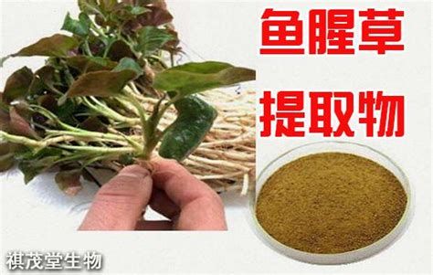 龍魚翻腮最怕三個辦法，如何防止龍魚翻腮