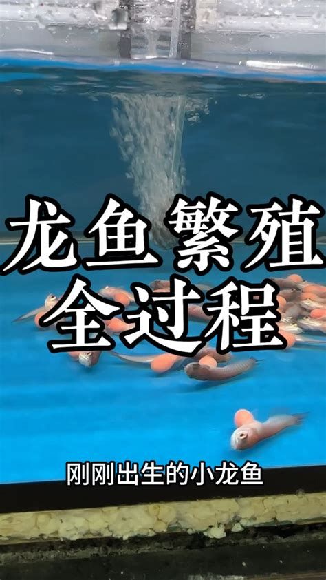 小龍魚幼苗需要多大的水族箱？，小龍魚幼苗水族箱選購與配置指南