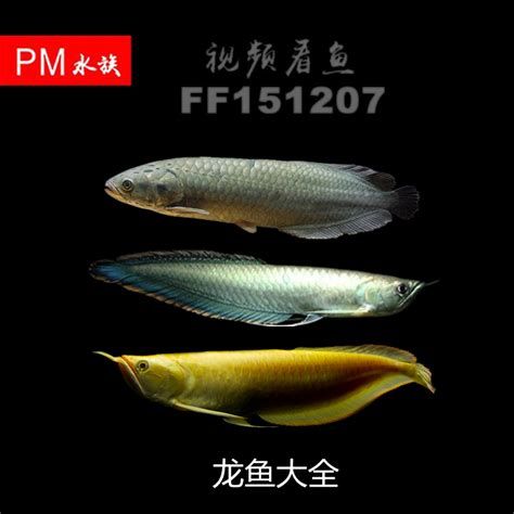龍魚沉尾自己恢復嗎，溫馨提示：龍魚的尾巴狀態（沉尾、釣尾、掉尾）影響其品相和健康 龍魚沉尾自己恢復嗎，溫馨提示：龍魚的尾巴狀態（沉尾、釣尾、掉尾）影響其品相和健康 廣州正大漁場 第2張