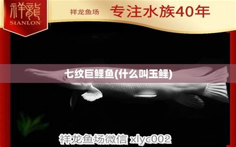 七紋巨鯉魚，《水滸傳》中一個鮮明的人物形象——七紋巨鯉魚 七紋巨鯉魚，《水滸傳》中一個鮮明的人物形象——七紋巨鯉魚 廣州正大漁場 第2張