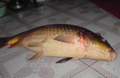 七紋巨鯉魚，《水滸傳》中一個(gè)鮮明的人物形象——七紋巨鯉魚