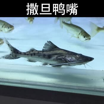 撒旦鴨嘴魚,撒旦鴨嘴魚是什么魚,為什么被稱為亞馬遜魔王? 斯巴沃紅龍魚 第2張 撒旦鴨嘴魚,撒旦鴨嘴魚是什么魚,為什么被稱為亞馬遜魔王? 撒旦鴨嘴魚,撒旦鴨嘴魚是什么魚,為什么被稱為亞馬遜魔王? 斯巴沃紅龍魚 第2張