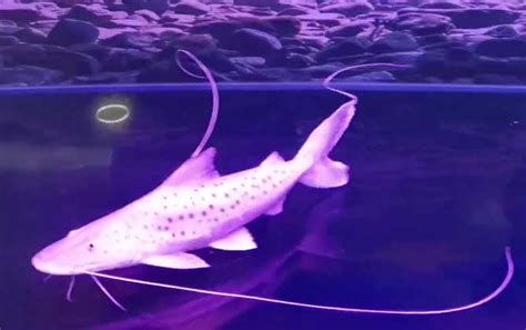 撒旦鴨嘴魚，撒旦鴨嘴魚是什么魚，為什么被稱為亞馬遜魔王？