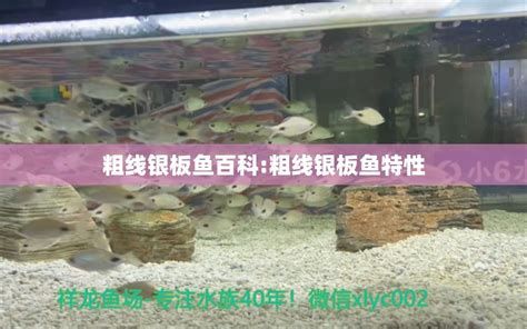 粗線銀版魚，粗線銀板魚的介紹 粗線銀版魚，粗線銀板魚的介紹 廣州正大漁場 第2張
