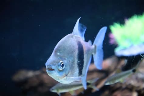 粗線銀版魚，粗線銀板魚的介紹