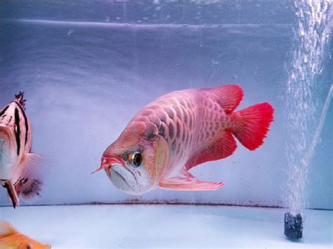 紅龍魚怎么養才能紅得快？，養殖紅龍魚的技巧