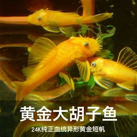 南美異型魚，南美異型魚是一類生活在南美洲特定水域中的魚類 南美異型魚，南美異型魚是一類生活在南美洲特定水域中的魚類 斯巴沃紅龍魚 第2張