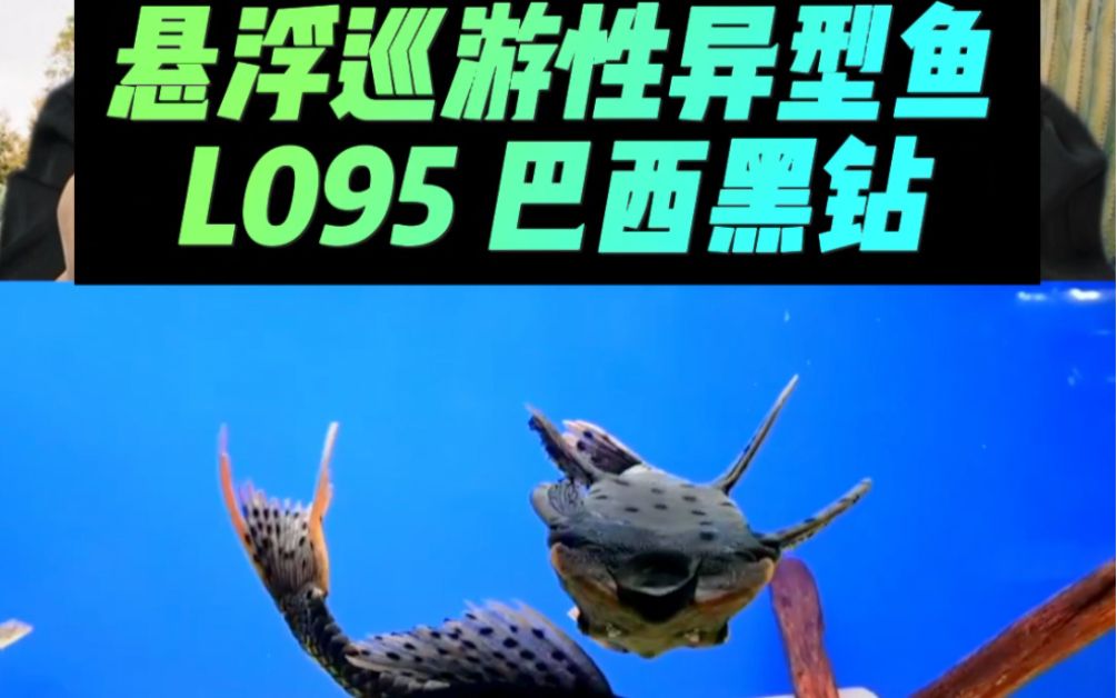 南美異型魚，南美異型魚是一類生活在南美洲特定水域中的魚類 南美異型魚，南美異型魚是一類生活在南美洲特定水域中的魚類 斯巴沃紅龍魚 第3張