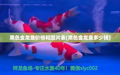 古典過背金龍魚,古典過背金龍魚的養殖技術與鑒別重點在于以下三個顯著特征 廣州正大漁場 第3張 古典過背金龍魚,古典過背金龍魚的養殖技術與鑒別重點在于以下三個顯著特征 古典過背金龍魚,古典過背金龍魚的養殖技術與鑒別重點在于以下三個顯著特征 廣州正大漁場 第3張