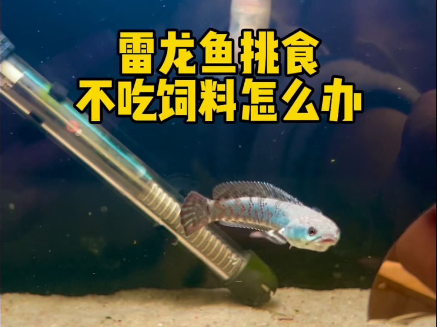 斯巴沃紅龍魚不吃食了怎么辦？，斯巴沃紅龍魚不吃食可能是由多種原因造成的