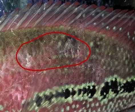 龍魚交叉感染最簡單三個征兆，龍魚交叉感染是水族箱中常見的問題