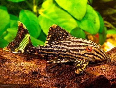 綠皮皇冠豹魚，綠皮皇冠豹魚(panaquesp.)
